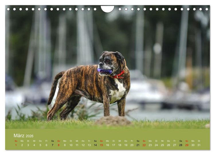 Produktbild: Boxer - charmante Herzensbrecher (Wandkalender 2026 DIN A4 quer), CALVENDO Monatskalender
