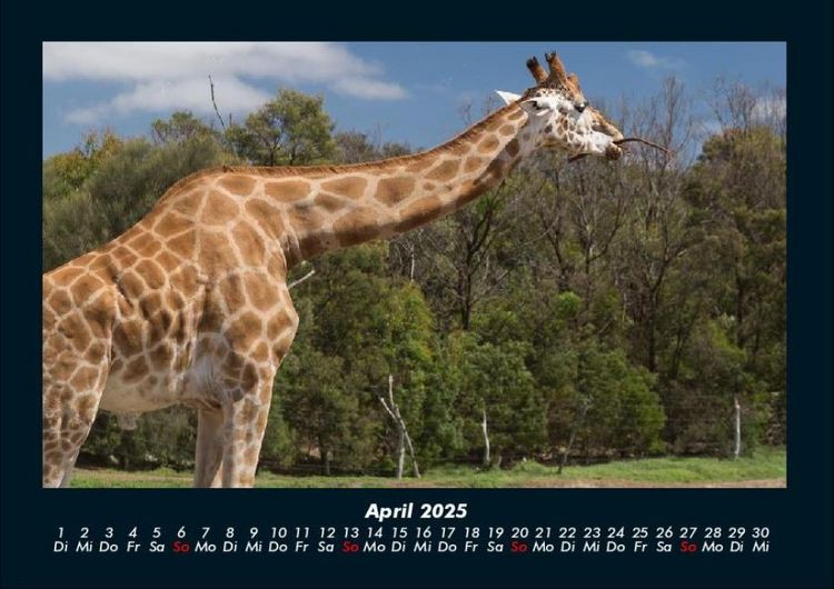 Produktbild: Giraffen 2025 Fotokalender DIN A4
