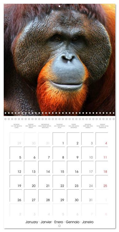 Produktbild: Orangutans Inhabitants of the rainforests (Wall Calendar 2026 12 &times; 12 Inch) CALVENDO 12 Month Wall Calendar