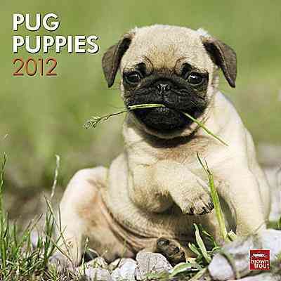 Produktbild: Pug Puppies 2012 Calendar