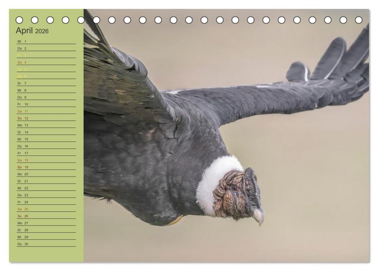 Produktbild: Wildlife S&uuml;damerika (Tischkalender 2026 DIN A5 quer), CALVENDO Monatskalender