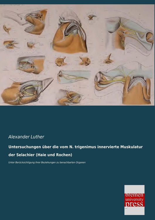 Produktbild: Untersuchungen &uuml;ber die vom N. trigenimus innervierte Muskulatur der Selachier (Haie und Rochen)