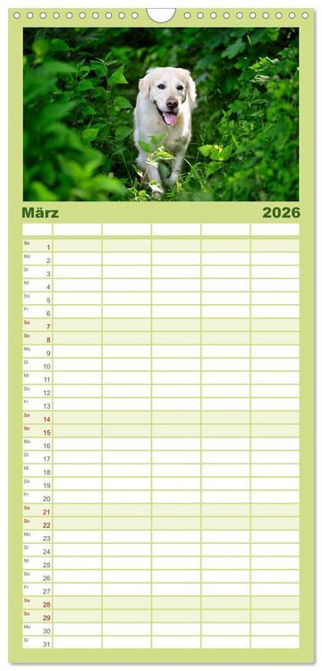 Produktbild: Familienplaner 2026 - Golden Retriever mit 5 Spalten (Wandkalender, 21 x 45 cm) CALVENDO