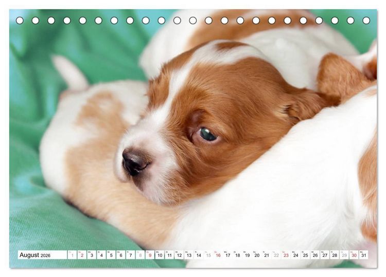 Produktbild: Irish Red and White Setter Welpen (Tischkalender 2026 DIN A5 quer), CALVENDO Monatskalender