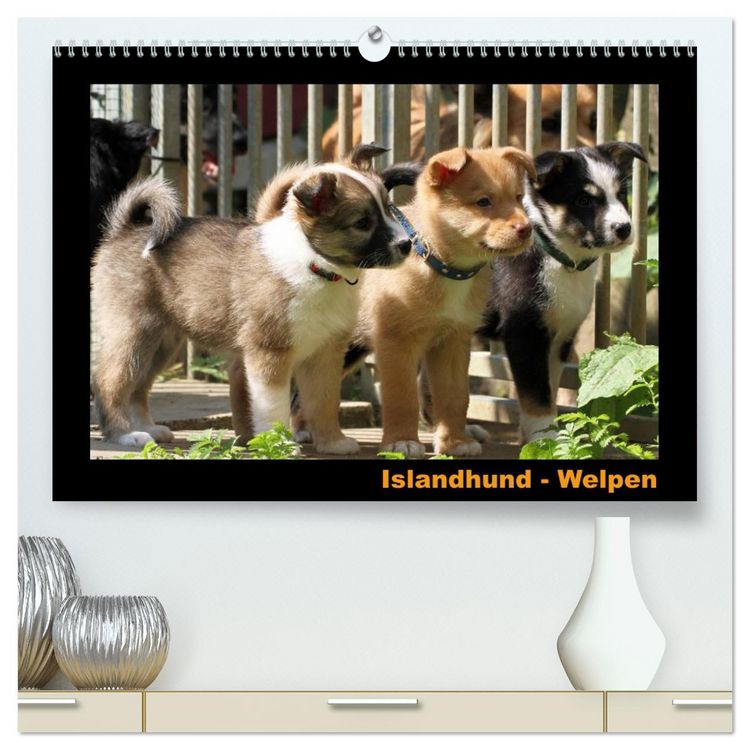 Produktbild: Islandhund - Welpen / CH-Version (hochwertiger Premium Wandkalender 2026 DIN A2 quer), Kunstdruck in Hochglanz