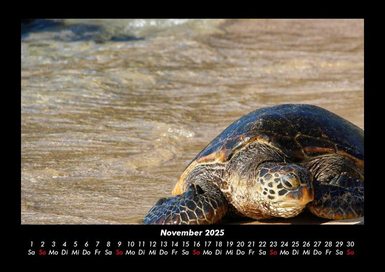 Produktbild: Schildkr&ouml;tenzauber 2025 Fotokalender DIN A3