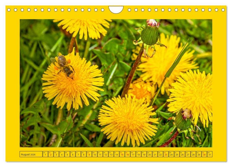 Produktbild: Wir sind die Stars im Garten (Wandkalender 2026 DIN A4 quer), CALVENDO Monatskalender
