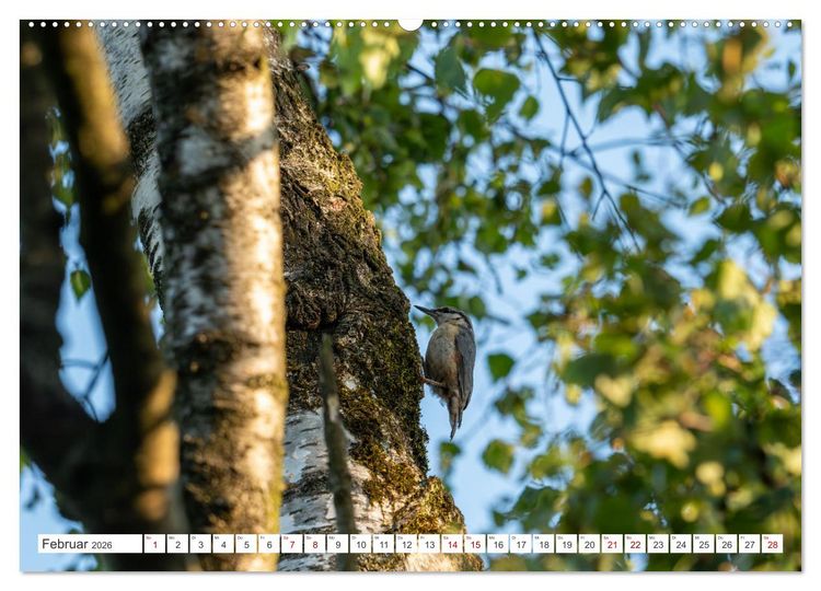 Produktbild: Wildv&ouml;gel 2026 (Wandkalender 2026 DIN A2 quer), CALVENDO Monatskalender