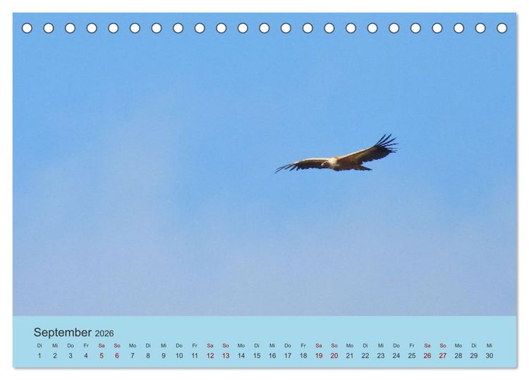 Produktbild: Flamingo und Co - Faszinierende Vogelwelt S&uuml;dfrankreichs (Tischkalender 2026 DIN A5 quer), CALVENDO Monatskalender