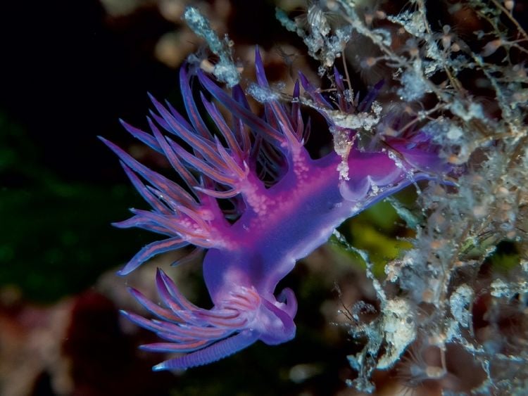 Produktbild: CALVENDO Puzzle Nacktschnecke im Mittelmeer | 1000 Teile Lege-Gr&ouml;&szlig;e 64x48cm Foto-Puzzle f&uuml;r gl&uuml;ckliche Stunden