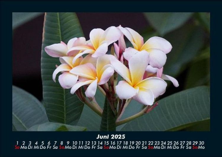 Produktbild: Blumenzauber 2025 Fotokalender DIN A5