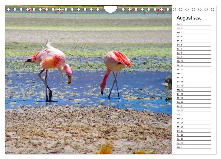 Produktbild: Mein Flamingo Planer (Wandkalender 2026 DIN A4 quer), CALVENDO Monatskalender