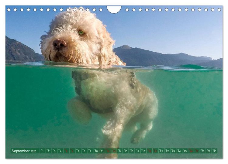 Produktbild: Lagotto Romagnolo Splash Edition (Wall Calendar 2026 DIN A4 landscape), CALVENDO 12 Month Wall Calendar