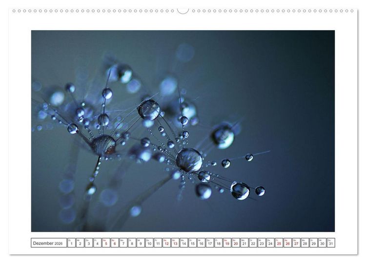 Produktbild: Zauberhafte Pusteblumen (hochwertiger Premium Wandkalender 2026 DIN A2 quer), Kunstdruck in Hochglanz