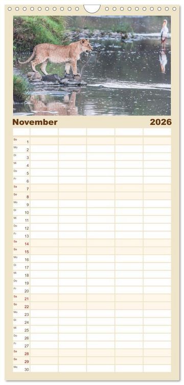 Produktbild: Familienplaner 2026 - L&ouml;wen - Raubkatzen Afrikas mit 5 Spalten (Wandkalender, 21 x 45 cm) CALVENDO