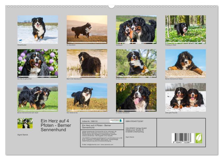 Produktbild: Ein Herz auf 4 Pfoten - Berner Sennenhund (hochwertiger Premium Wandkalender 2026 DIN A2 quer), Kunstdruck in Hochglanz