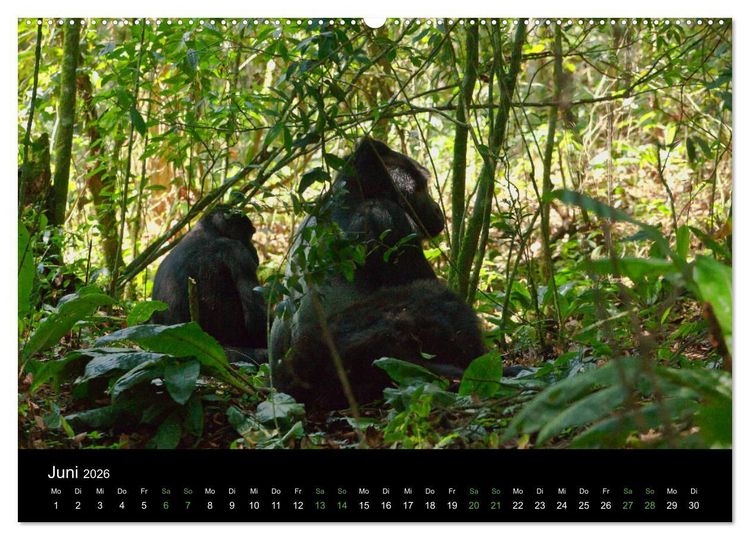 Produktbild: Ugandas friedliche Berggorillas (hochwertiger Premium Wandkalender 2026 DIN A2 quer), Kunstdruck in Hochglanz