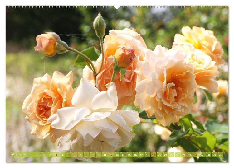Produktbild: Romantische Rosentr&auml;ume (hochwertiger Premium Wandkalender 2026 DIN A2 quer), Kunstdruck in Hochglanz