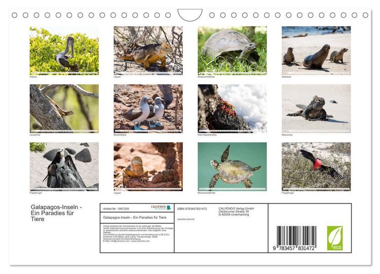 Produktbild: Galapagos-Inseln - Ein Paradies f&uuml;r Tiere (Wandkalender 2026 DIN A4 quer), CALVENDO Monatskalender