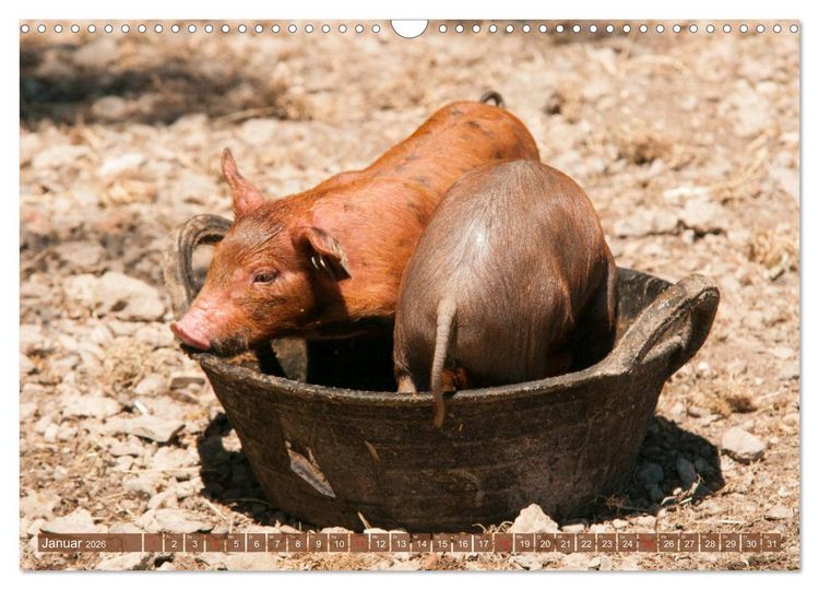 Produktbild: Gl&uuml;ckliche Schweine Berkshire-Iberico Ferkel (Wandkalender 2026 DIN A3 quer), CALVENDO Monatskalender