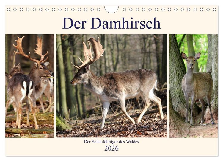 Produktbild: Der Damhirsch - Der Schaufeltr&auml;ger des Waldes (Wandkalender 2026 DIN A4 quer), CALVENDO Monatskalender