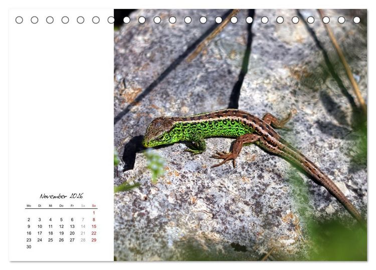Produktbild: Eidechsen, flinke R&auml;uber (Tischkalender 2026 DIN A5 quer), CALVENDO Monatskalender