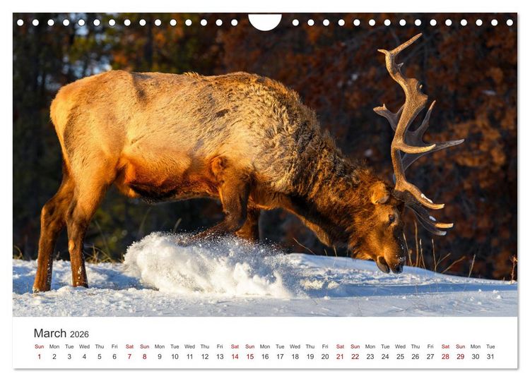 Produktbild: Wild Canada (Wall Calendar 2026 DIN A4 landscape), CALVENDO 12 Month Wall Calendar