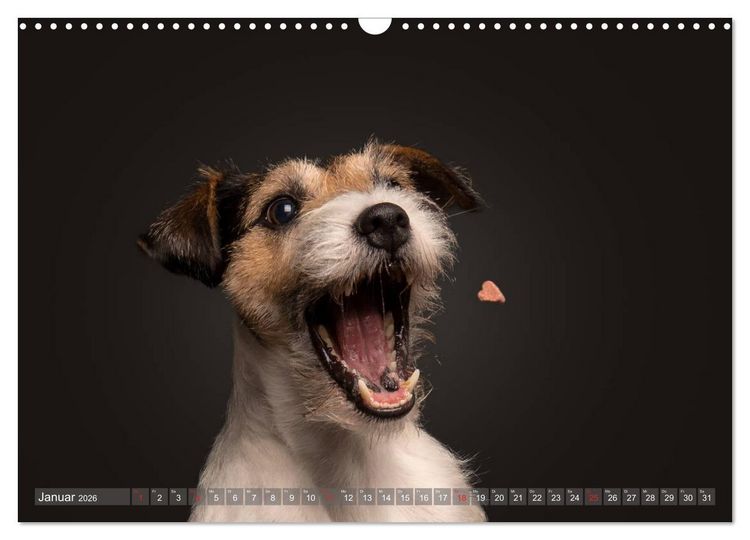 Produktbild: Fang das Leckerlie (Wandkalender 2026 DIN A3 quer), CALVENDO Monatskalender
