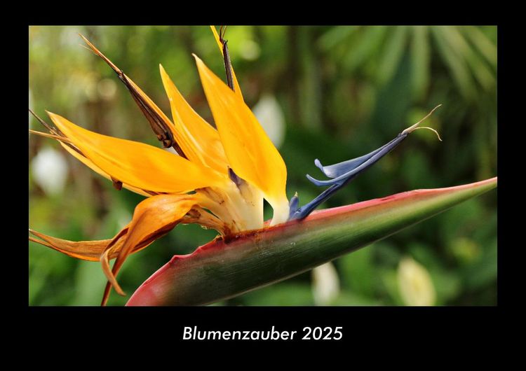 Produktbild: Blumenzauber 2025 Fotokalender DIN A3