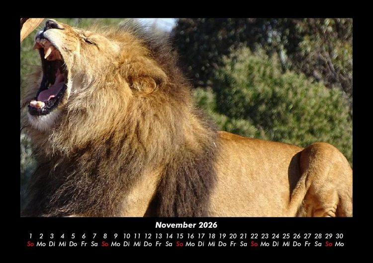 Produktbild: L&ouml;wen in der Wildnis 2026 Fotokalender DIN A3