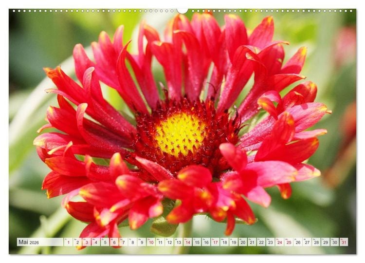 Produktbild: Roter Glanz Bl&uuml;tenpracht (hochwertiger Premium Wandkalender 2026 DIN A2 quer), Kunstdruck in Hochglanz