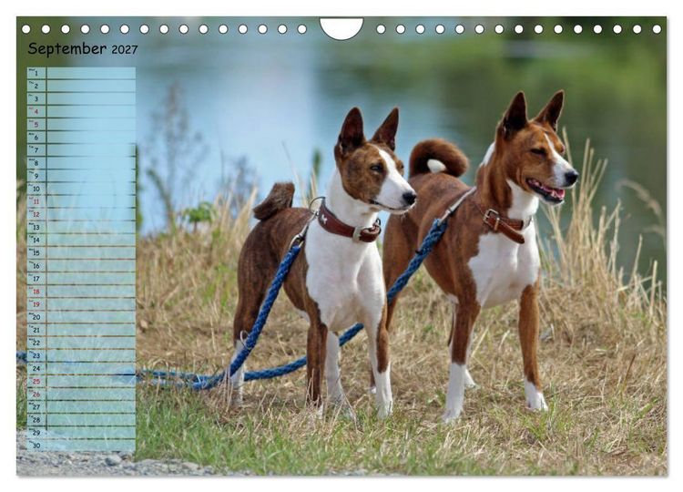 Produktbild: Basenji the African Barkless Dog (Wall Calendar 2027 DIN A4 landscape), CALVENDO 12 Month Wall Calendar