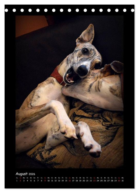 Produktbild: Ein Whippet wird erwachsen (Tischkalender 2026 DIN A5 hoch), CALVENDO Monatskalender