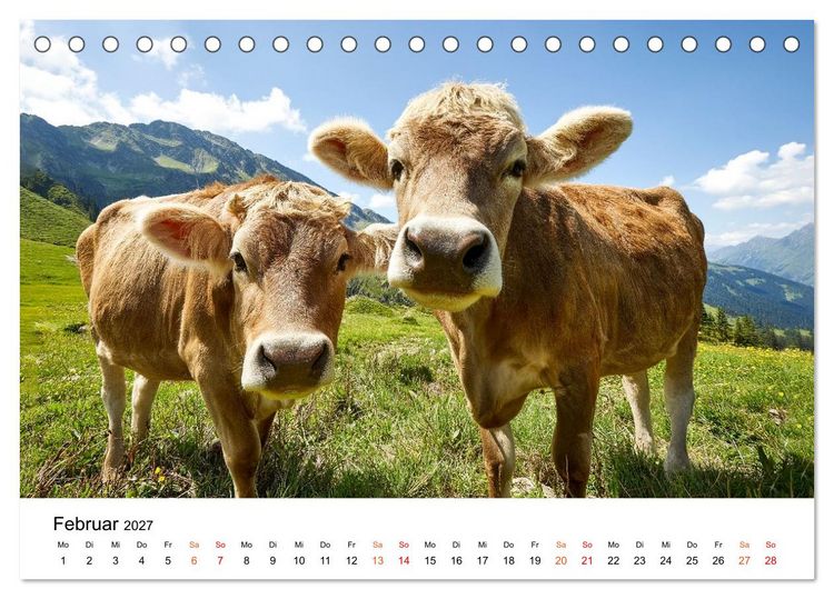 Produktbild: Bergk&uuml;he auf der Alm - Natur pur (Tischkalender 2027 DIN A5 quer), CALVENDO Monatskalender