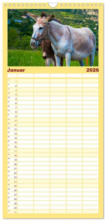 Produktbild: Familienplaner 2026 - Liebenswerte Esel mit 5 Spalten (Wandkalender, 21 x 45 cm) CALVENDO