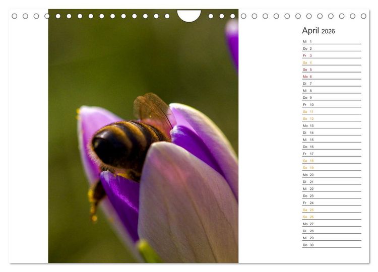 Produktbild: Kleine Wunder vor der Haust&uuml;r (Wandkalender 2026 DIN A4 quer), CALVENDO Monatskalender