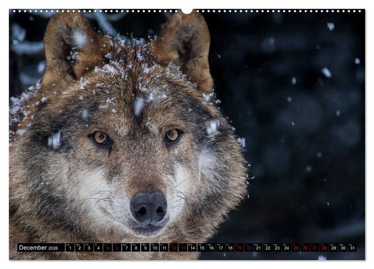 Produktbild: Wolves, Wild Spirits (High Quality Premium Wall Calendar 2026 DIN A2 landscape),CALVENDO 12 Month Wall Calendar