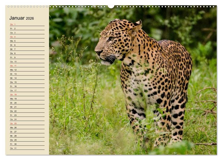 Produktbild: Die Lautlosen. Geparden und Leoparden (hochwertiger Premium Wandkalender 2026 DIN A2 quer), Kunstdruck in Hochglanz