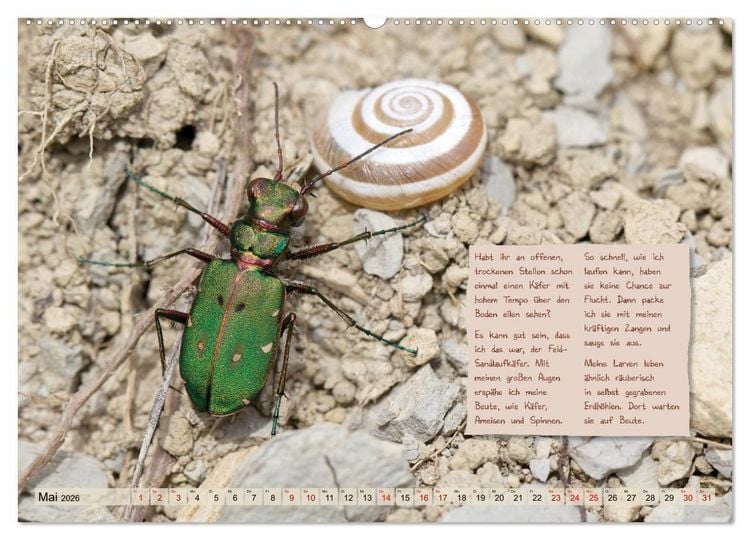 Produktbild: GEOclick Lernkalender: Insekten (Wandkalender 2026 DIN A2 quer), CALVENDO Monatskalender