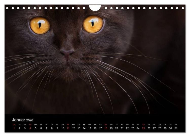 Produktbild: Schokoladige Britisch Kurzhaar Katzen (Wandkalender 2026 DIN A4 quer), CALVENDO Monatskalender