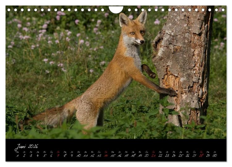 Produktbild: Rotfuchs - Impressionen (Wandkalender 2026 DIN A4 quer), CALVENDO Monatskalender