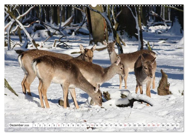 Produktbild: Heimische Tiere (hochwertiger Premium Wandkalender 2026 DIN A2 quer), Kunstdruck in Hochglanz