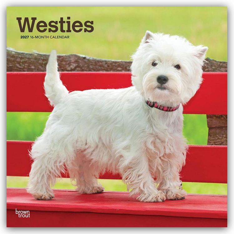 Produktbild: West Highland White Terriers &ndash; Westhighland White Terrier &ndash; Westies 2027 &ndash; 16-Monatskalender
