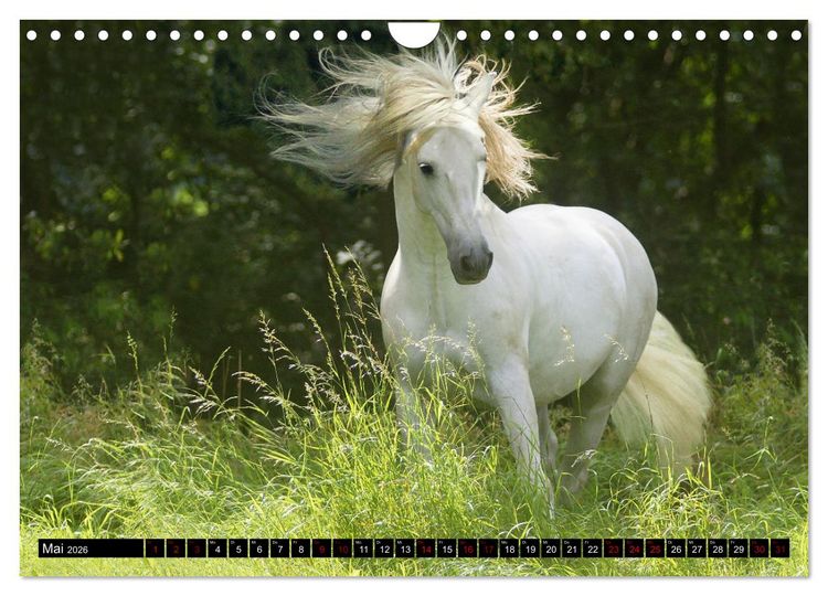 Produktbild: Dein Freund, dein Pferd (Wandkalender 2026 DIN A4 quer), CALVENDO Monatskalender