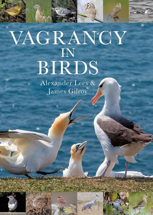 Produktbild: Vagrancy in Birds