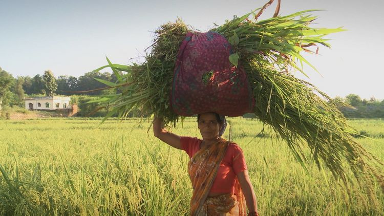 Produktbild: Vandana Shiva - Ein Leben f&uuml;r die Erde