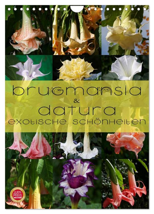 Produktbild: Brugmansia & Datura - Exotische Sch&ouml;nheiten (Wandkalender 2026 DIN A4 hoch), CALVENDO Monatskalender