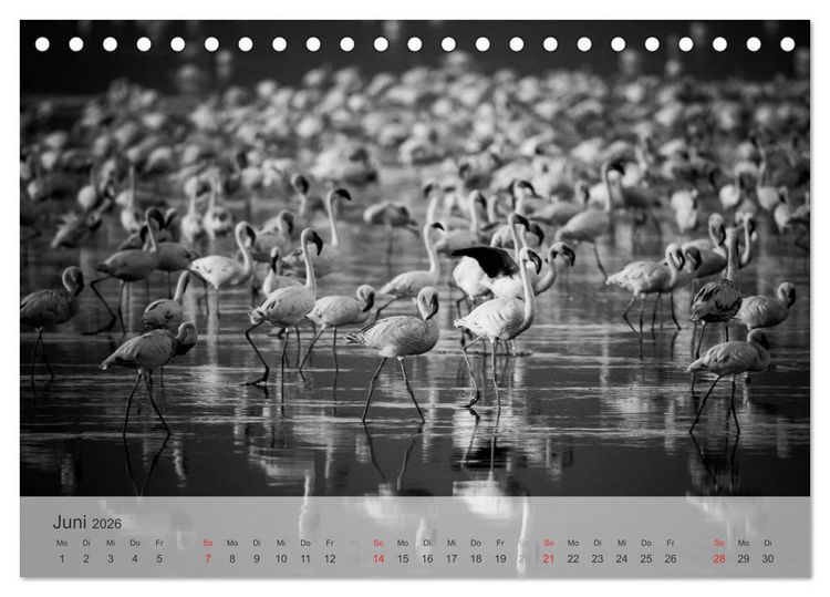 Produktbild: Flamingo Impressionen 2026 (Tischkalender 2026 DIN A5 quer), CALVENDO Monatskalender