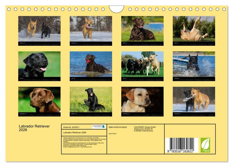 Produktbild: Labrador Retriever 2026 (Wandkalender 2026 DIN A4 quer), CALVENDO Monatskalender