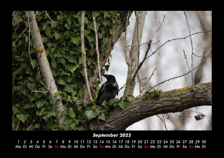 Produktbild: Bilder aus der Natur 2025 Fotokalender DIN A3